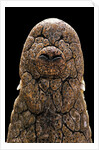 Crocodylus niloticus (Nile crocodile) - snout by Anonymous