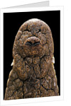 Crocodylus niloticus (Nile crocodile) - snout by Anonymous
