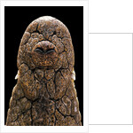 Crocodylus niloticus (Nile crocodile) - snout by Anonymous