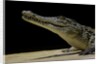 Crocodylus niloticus (Nile crocodile) by Anonymous