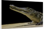 Crocodylus niloticus (Nile crocodile) by Anonymous
