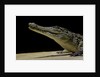 Crocodylus niloticus (Nile crocodile) by Anonymous