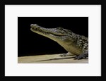 Crocodylus niloticus (Nile crocodile) by Anonymous
