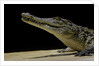 Crocodylus niloticus (Nile crocodile) by Anonymous