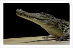 Crocodylus niloticus (Nile crocodile) by Anonymous