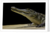 Crocodylus niloticus (Nile crocodile) by Anonymous