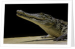 Crocodylus niloticus (Nile crocodile) by Anonymous