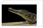 Crocodylus niloticus (Nile crocodile) by Anonymous