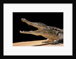 Crocodylus niloticus (Nile crocodile) by Anonymous