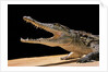 Crocodylus niloticus (Nile crocodile) by Anonymous