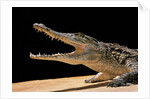 Crocodylus niloticus (Nile crocodile) by Anonymous