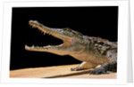 Crocodylus niloticus (Nile crocodile) by Anonymous