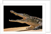 Crocodylus niloticus (Nile crocodile) by Anonymous