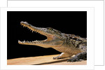 Crocodylus niloticus (Nile crocodile) by Anonymous
