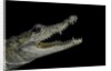 Crocodylus moreletii (Morelet's crocodile) by Anonymous