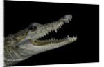 Crocodylus moreletii (Morelet's crocodile) by Anonymous