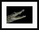 Crocodylus moreletii (Morelet's crocodile) by Anonymous