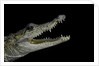 Crocodylus moreletii (Morelet's crocodile) by Anonymous