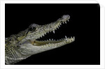 Crocodylus moreletii (Morelet's crocodile) by Anonymous