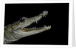 Crocodylus moreletii (Morelet's crocodile) by Anonymous