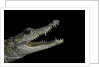 Crocodylus moreletii (Morelet's crocodile) by Anonymous