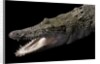 Crocodylus porosus (saltwater crocodile) by Anonymous