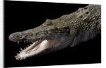 Crocodylus porosus (saltwater crocodile) by Anonymous