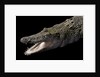 Crocodylus porosus (saltwater crocodile) by Anonymous