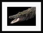 Crocodylus porosus (saltwater crocodile) by Anonymous