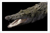Crocodylus porosus (saltwater crocodile) by Anonymous