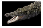 Crocodylus porosus (saltwater crocodile) by Anonymous