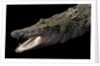 Crocodylus porosus (saltwater crocodile) by Anonymous