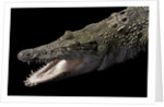 Crocodylus porosus (saltwater crocodile) by Anonymous