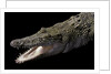 Crocodylus porosus (saltwater crocodile) by Anonymous