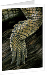 Gavialis gangeticus (gharial) - hindleg by Anonymous