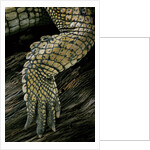 Gavialis gangeticus (gharial) - hindleg by Anonymous