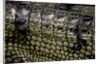 Gavialis gangeticus (gharial) - scales by Anonymous