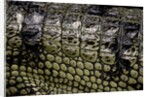 Gavialis gangeticus (gharial) - scales by Anonymous