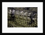 Gavialis gangeticus (gharial) - scales by Anonymous