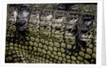 Gavialis gangeticus (gharial) - scales by Anonymous