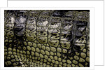 Gavialis gangeticus (gharial) - scales by Anonymous
