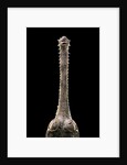 Gavialis gangeticus (gharial) - snout by Anonymous