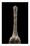 Gavialis gangeticus (gharial) - snout by Anonymous