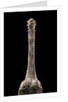 Gavialis gangeticus (gharial) - snout by Anonymous