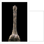 Gavialis gangeticus (gharial) - snout by Anonymous