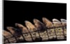 Gavialis gangeticus (gharial) - tail by Anonymous