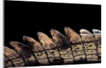 Gavialis gangeticus (gharial) - tail by Anonymous