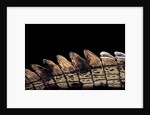Gavialis gangeticus (gharial) - tail by Anonymous