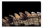 Gavialis gangeticus (gharial) - tail by Anonymous