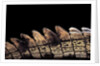 Gavialis gangeticus (gharial) - tail by Anonymous